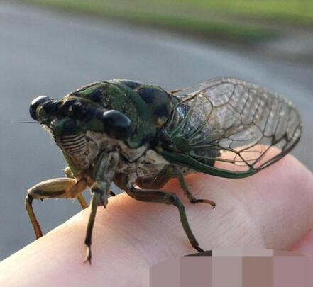 Cicadas Carrd